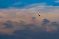 Bird Flying Alone In The Sky