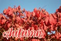 Inspirational lettering sign Autumn on the photo background with bright red Burning Bush foliage and blue sky. Season greetings.