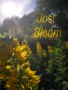 Inspirational motivation quote JUST BLOOM on nature background, Yellow flowers in sunlight, summer