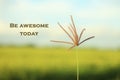 Inspirational motivational quote-be awesome today. With morning light touch the single grass flower. Blurry soft dreamy paddy