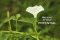 Inspirational motivational quote - Believe in your potential. With green nature background of white water spinach flower plant. Royalty Free Stock Photo