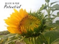 Inspirational motivational quote - Believe in your potential. With nature garden background of sunflower in bloom as life process Royalty Free Stock Photo