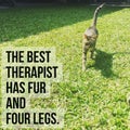 Inspirational motivational quote `the best therapist has fur and four legs` Royalty Free Stock Photo