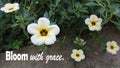 Inspirational motivational quote - Bloom with grace. With nature beauty background of beautiful white wildflower blossom and grow Royalty Free Stock Photo