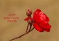 Inspirational motivational quote - Bloom where you are planted. With rose on blurry background.