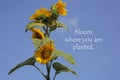 Inspirational motivational quote - Bloom where you are planted. With sunflower on background of blue sky. Words of wisdom with Royalty Free Stock Photo