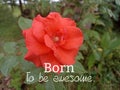 Inspirational motivational quote - Born to be awesome. With dark orange rose blooming in the garden.