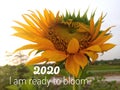 Inspirational motivational quote - 2020 i am ready to bloom. With background of fresh & beautiful sunflower blossom in the garden Royalty Free Stock Photo