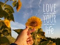 Inspirational motivational quote - Love your life. With Korean pop music K-pop love sign hand gesture on sunflower garden.