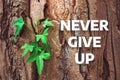 Inspirational and motivational quote. Never give up. Background with ivy leaves on the tree bark Royalty Free Stock Photo