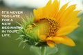 Inspirational motivational quote - It is never too late for a new beginning in your life. With fresh sunflower start to bloom.