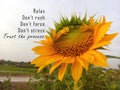 Inspirational motivational quote - Relax. Do not rush, force, and stress. Trust the process. With background of sunflower in bloom