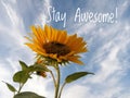 Inspirational motivational quote - stay awesome. With beautiful sunflowers blossom on white clouds and bright blue sky background Royalty Free Stock Photo