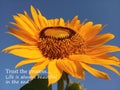 Inspirational motivational quote- Trust the process. Life is always beautiful in the end. With beautiful big & single sunflower Royalty Free Stock Photo