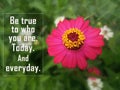 Inspirational quote - Be true to who you are. Today. And everyday. Be real concept with red pink zinnia flower on green background Royalty Free Stock Photo