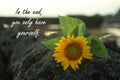 Inspirational quote - In the end, you only have yourself. Be kind to yourself concept. With beautiful sunflower head blossom