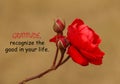 Inspirational quote - Gratitude, recognize the good in your life. With beautiful rose flower blossom closeup. Royalty Free Stock Photo