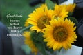 Inspirational quote - Gratitude turns what we have into enough. With bouquet of yellow sunflower blossom in the garden.