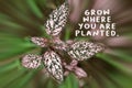 Inspirational quote - Grow where you are planted. With pink and green of spring and summer plant leaves on speed motion effect