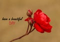 Inspirational quote - Have a beautiful day. With beautiful red rose flower blossom in garden on blurry background. Royalty Free Stock Photo