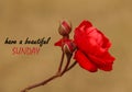 Inspirational quote - Have a beautiful Sunday. With beautiful red rose flower blossom in garden on blurry background. Royalty Free Stock Photo