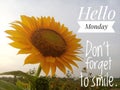 Inspirational quote - Hello Monday, do not forget to smile. With background of morning sun light and beautiful sunflower blossom.