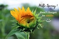 Inspirational quote - Hello spring. Do not forget to smile. With beautiful young sunflower blossom on green nature garden Royalty Free Stock Photo