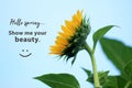 Inspirational quote - Hello spring, show me your beauty. With the half side of shy sunflower bloom on blue sky background and a