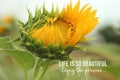 Inspirational quote - Life is so beautiful. Enjoy the process. With beautiful big sunflower in bloom in the garden closeup.