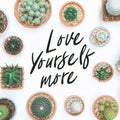 Inspirational quote `Love yourself more`. Cactus plant on white background. Royalty Free Stock Photo