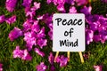 Peace of mind. On background of pink flowers and green grass. Royalty Free Stock Photo