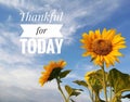 Inspirational quote - Thankful for today. With beautiful sunflowers closeup on white clouds and bright blue sky background.