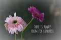 Inspirational quote - There is always room for kindness. With two beautiful soft pink daisy flowers on light dark background. Royalty Free Stock Photo