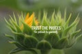 Inspirational quote - Trust the process. Be patient to yourself. With Big young sunflower head petals closeup ready to bloom. Royalty Free Stock Photo