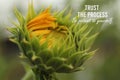 Inspirational quote - Trust the process. Be patient to yourself. With Big young sunflower head petals closeup ready to bloom.