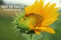 Inspirational quote - Trust the process. Be patient to yourself. With fresh sunflower start to bloom in the morning in the garden Royalty Free Stock Photo