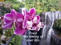 Inspirational quote- Trust the timing of your life. With beautiful purple orchid and blurry nature waterfall background