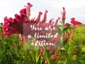 Inspirational quote - You are a limited edition. With blurry background of beautiful and unique red celosia cristata flower. Royalty Free Stock Photo