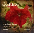 Inspirational Verse On a Beautiful Red Flower Background in a Painterly Finish