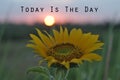 Inspirational words - Today is the day. Hope motivational quote concept with the sun and sunflower in the field at sunset sunrise Royalty Free Stock Photo