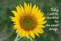 Inspirational words - Today i will be thankful for the small things. Gratefulness motivational quote concept with yellow sunflower Royalty Free Stock Photo