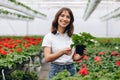 Inspired smiling young woman florist holding flowers of begonia in greenhouse. Female gardener working with plants Royalty Free Stock Photo