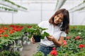 Inspired smiling young woman florist holding flowers of begonia in greenhouse. Female gardener working with plants Royalty Free Stock Photo