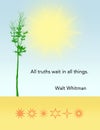 Walt Whitman Quote