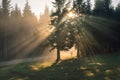 Sunshine that dispels the thick fog in the Carpathian forest