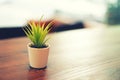 Picture of a single plant on a table of a co-working space