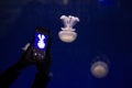 Instagram photographer blogging workshop concept, silhouette of hands holding a phone and taking a photo of fantastic jellyfish in