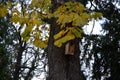 Installation and inspection of birdhouses on trees for spring nesting. A man in an overall fitter takes an ornithologist up a ladd