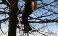 Installation and inspection of birdhouses on trees for spring nesting. A man in an overall fitter takes an ornithologist up a ladd