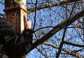 Installation and inspection of birdhouses on trees for spring nesting. A man in an overall fitter takes an ornithologist up a ladd